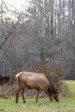 Wild elk standing on the road in a national forest surrounded by trees
