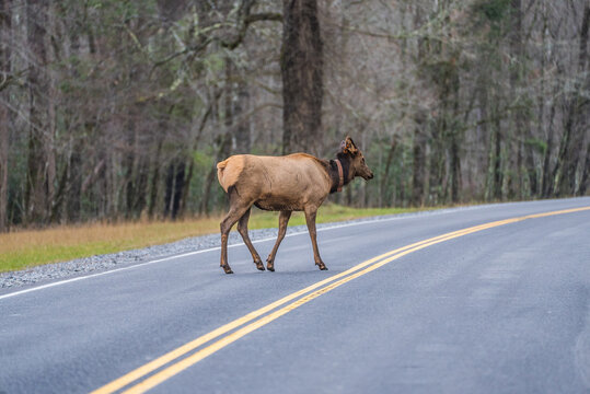 Wild elk standing on the road in a national forest surrounded by trees