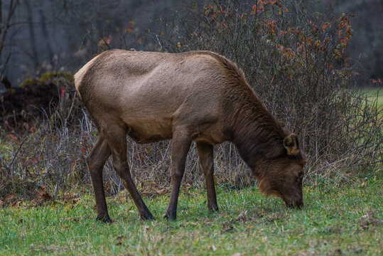Wild elk standing on the road in a national forest surrounded by trees