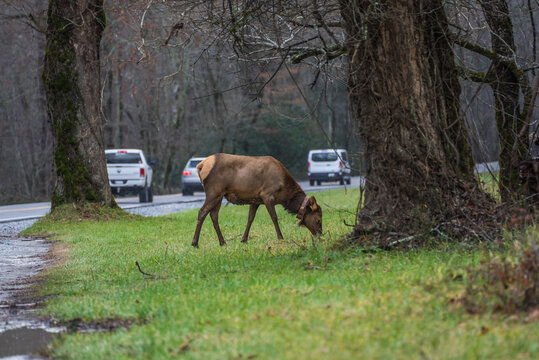 Wild elk standing on the road in a national forest surrounded by trees