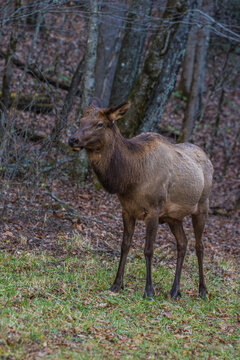 Wild elk standing on the road in a national forest surrounded by trees