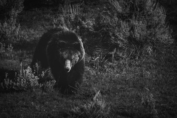 A male Grizzly Bear in Yellowstone National Park is hunched, walking towards the camera. The bear...
