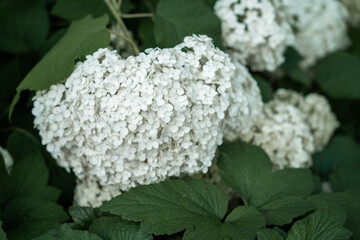 Lush cluster of white hydrangea flowers with green leaves