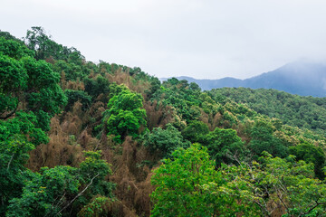 green thick forest with trees in western ghats kerala