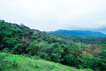 Obraz premium green thick forest with trees in western ghats kerala india