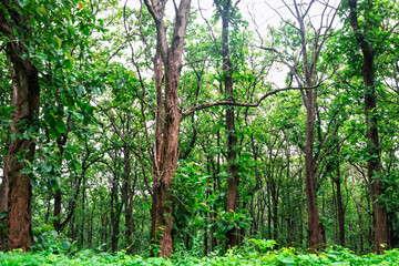 teak tree forest parambikulam national park kerala india