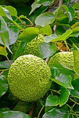 żółtnica pomarańczowa, owoc egzotyczny, Maclura pomifera, Osage orange, The fruits of maclura pomifera grow on a tree, horse apple, adam's apple  © kateej
