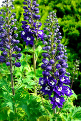 Ostróżka wyniosła odmiana Dark Blue White Bee, fioletowe kwiaty ostróżki, na zielonym tle Violet flower of Delphinium variety Dark Blue White Bee, delphinium blue white (Delphinium elatum),  © kateej