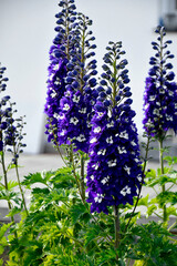 Ostróżka wyniosła odmiana Dark Blue White Bee, fioletowe kwiaty ostróżki, Violet flower of Delphinium variety Dark Blue White Bee, delphinium blue white (Delphinium elatum),  © kateej