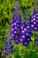 Ostróżka wyniosła odmiana Dark Blue White Bee, fioletowe kwiaty ostróżki, na zielonym tle Violet flower of Delphinium variety Dark Blue White Bee, delphinium blue white (Delphinium elatum),  © kateej