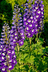 Ostróżka wyniosła odmiana Dark Blue White Bee, fioletowe kwiaty ostróżki, na zielonym tle Violet flower of Delphinium variety Dark Blue White Bee, delphinium blue white (Delphinium elatum),  © kateej