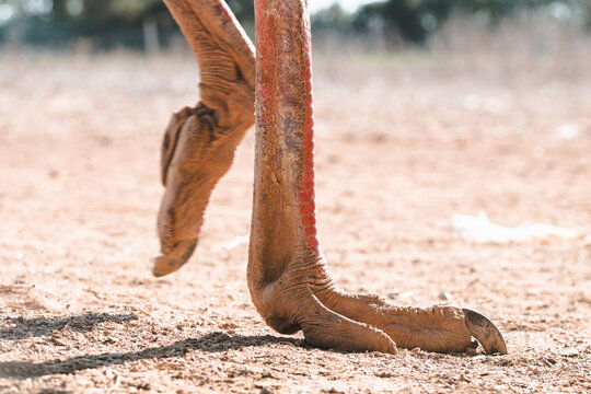 Close-up of an ostrich leg in a dry landscape