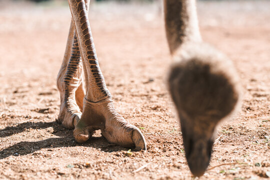Close-up of an ostrich's feet and head on sandy terrain