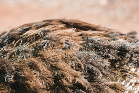 Fototapeta Detailed ostrich feather pattern in natural setting