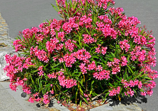 r&oacute;żowy oleander pospolity, Nerium oleander, mały krzew oleandra w donicy, pink common oleander

