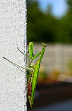 modliszka zwyczajna na rozmytym tle (Mantis religiosa), Praying mantis beetle isolated on a blurred background, Adult green female of Praying Mantis	