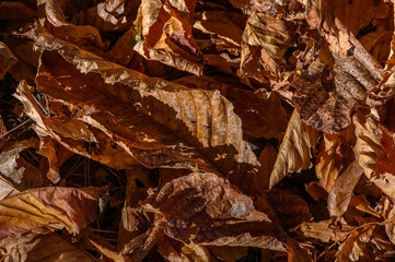 Dry autumn leaves close up as background