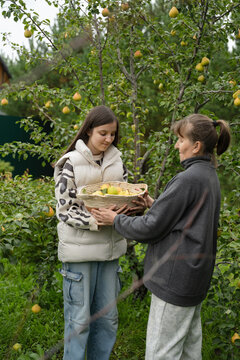 Family harvesting pears in a greenhouse setting