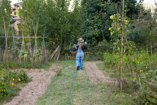 Woman harvesting vegetables in a lush garden