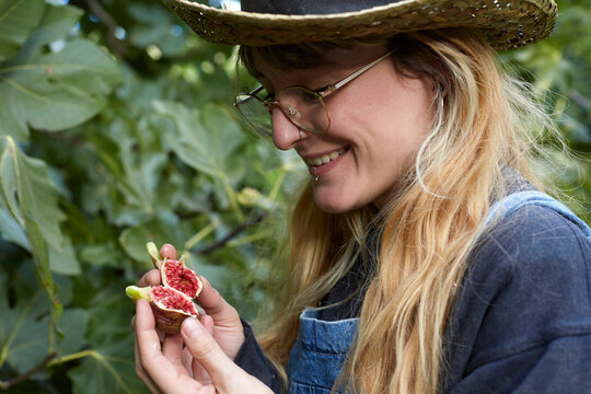 Woman harvesting fresh figs in the garden