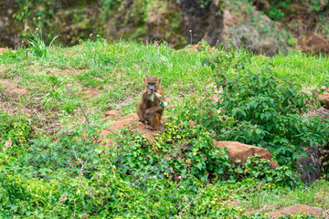 Baboon sitting on a rock surrounded by green foliage