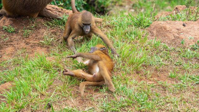 Baboon interaction on a grassy terrain