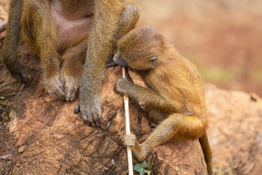Baby baboon resting against its parent on a rock - Powered by Adobe
