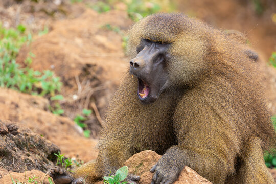 Baboon monkey in natural habitat yawning