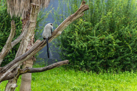 Brazza monkey perched on a tree branch in nature