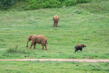 Elephants grazing peacefully in an African savanna landscape