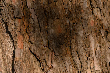 Tree Trunk Texture in Golden Sun Rays Close-Up