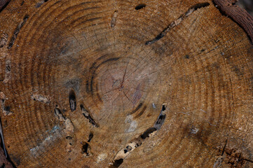 Cross-section of pine stump with bark beetle traces
