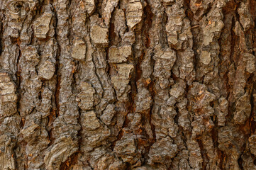 Textured Old Tree Trunk Close-Up as Background for Eco Projects