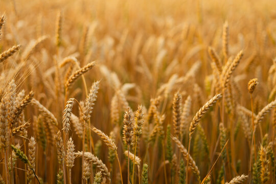 Golden wheat field glowing under the sunset sky