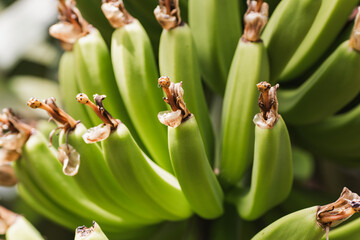 Close-up of vibrant green cluster of banana plant