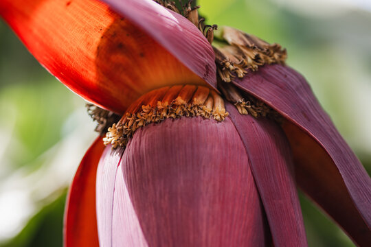 Close-up of vibrant banana blossom with vivid colors
