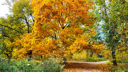 A vibrant maple tree displays rich yellow leaves in a peaceful autumn park along a quiet forest path.