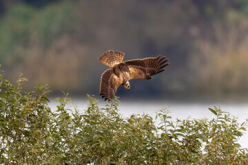 葦原で狩りをするチュウヒ