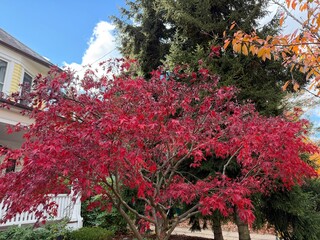 Bright red maple tree in front of house under blue sky