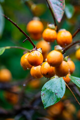 鎌倉251025　浄智寺11　柿