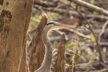 Portrait shot of a great blue heron in a wilderness park near Tampa, Florida