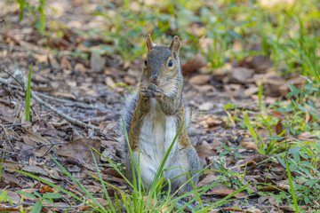 Gray squirrel in a park eating a nut