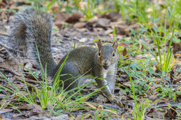 Gray squirrel in a park eating a nut