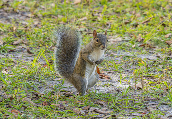 Cute gray squirrel looking like it's preparing for a fist fight captured in a wilderness park near Tampa, Florida