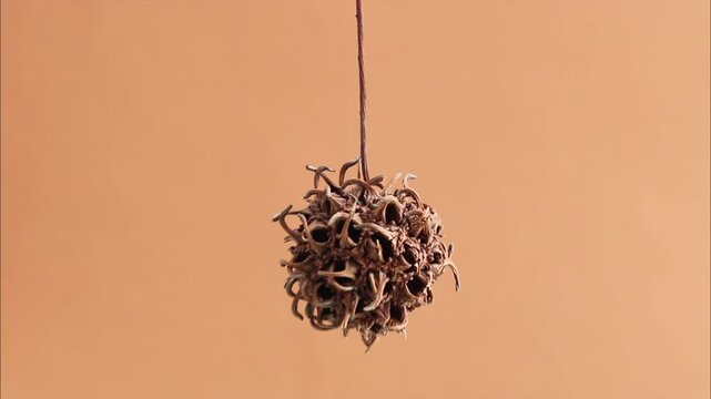Movement of a dry sweetgum fruit on warm background