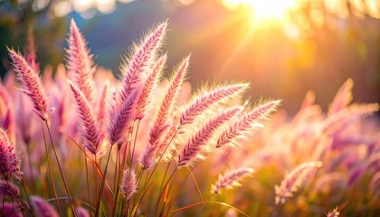 Close Up Of Pink Fountain Grass In Golden Hour Sunlight With Soft Bokeh Background
