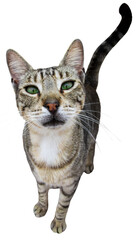 tabby cat with green eyes looking up on a white background. Curious domestic cat portrait isolated, showing whiskers, fur texture, and expressive gaze. Pet concept and animal theme