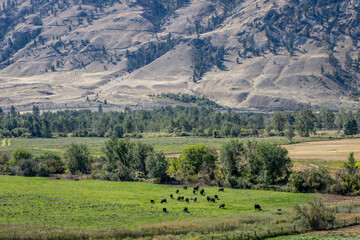 Scenic view of a herd of cattle grazing in a lush green valley with mountains in the distance.