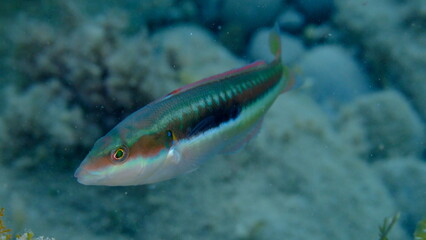 Fototapeta premium Mediterranean rainbow wrasse (Coris julis) undersea, Ligurian Sea, Italy, Imperia