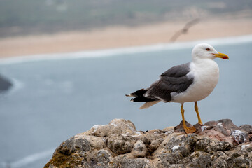 seagull on the beach in Nazarè. Portugal, with Sea on the Background in 16:9